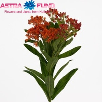 Asclepias tuberosa 'Heron King Orange' foto