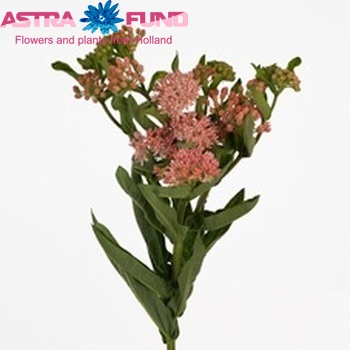 Asclepias tuberosa 'Heron King Pink' Foto