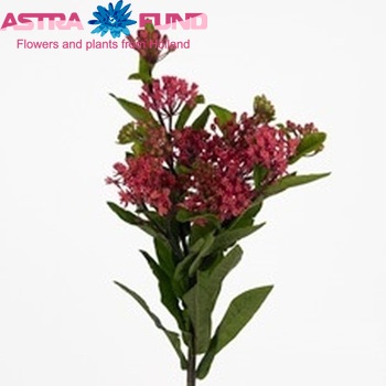 Asclepias tuberosa 'Heron King Purple' Foto