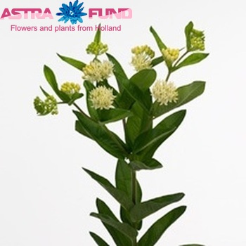 Asclepias tuberosa 'Heron King Vanilla' foto