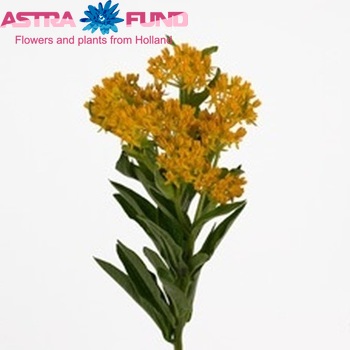 Asclepias tuberosa 'Heron King Yellow' foto