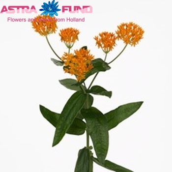 Asclepias tuberosa 'Luna' foto