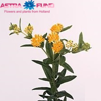 Asclepias tuberosa 'Ochre Butterfly' foto