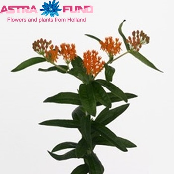 Asclepias tuberosa 'Orange Princess' foto