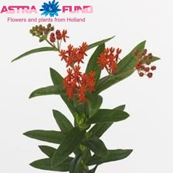 Asclepias tuberosa 'Red King' foto