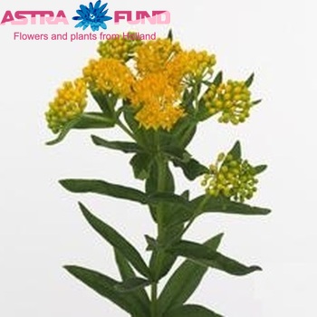 Asclepias tuberosa 'Yellow Queen' foto