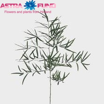 Asparagus falcatus photo