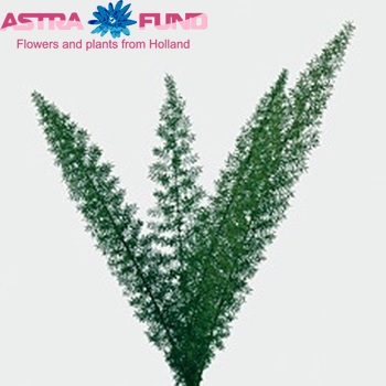 Asparagus 'Meyers' photo