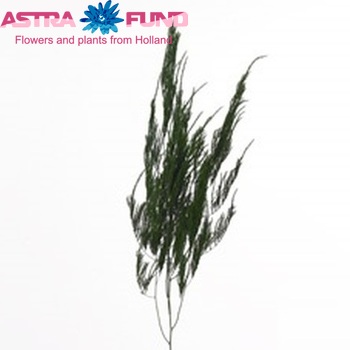 Asparagus setaceus 'Pyramidalis' zdjęcie