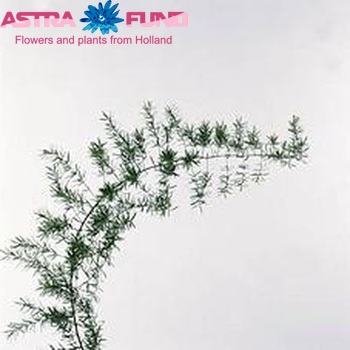 Asparagus 'Sprengeri' photo