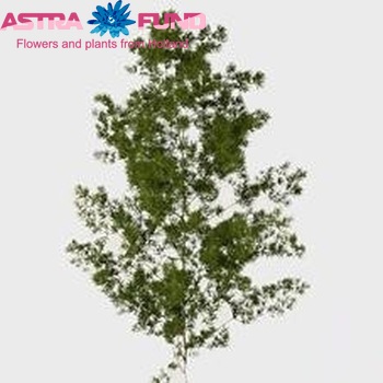 Asparagus umbellatus fotografie