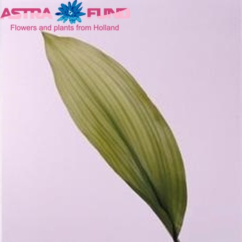 Aspidistra elatior 'Galia' photo