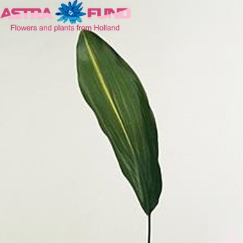 Aspidistra elatior 'Noy' photo