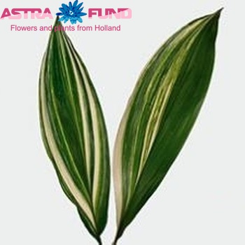 Aspidistra elatior 'Samet' photo