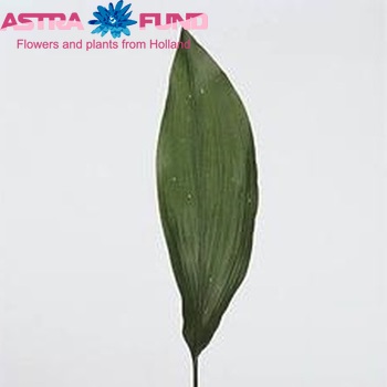Aspidistra elatior 'White Stars' photo