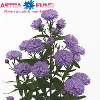 Aster Astee Bluedia fotó