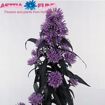 Aster Cairo fotó