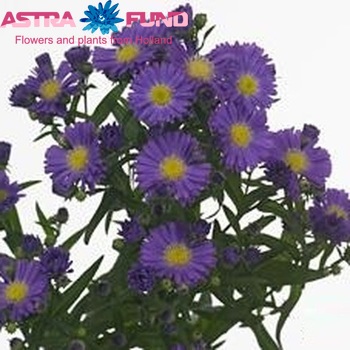 Aster Caitlyn fotó