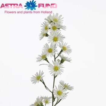 Aster 'Cassino Royal' fotó