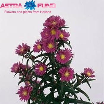 Aster Cupido fotó