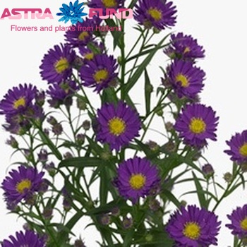 Aster Lesley fotó