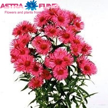 Aster novae-angliae 'Alma Potschke' fotó