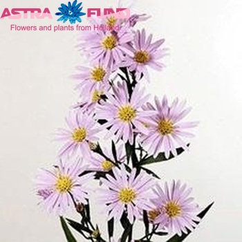 Aster Novi-belgii Blue Master fotó
