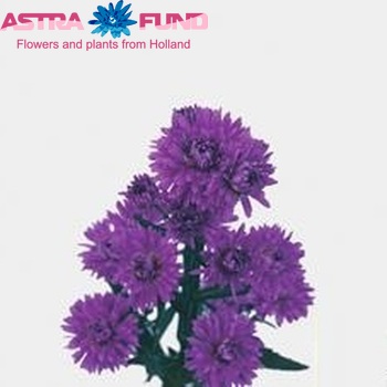 Aster Novi-belgii Grp Astee Dark Milka fotó