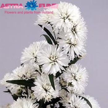Aster Novi-belgii Grp Astee Peter's White fotó