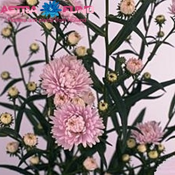 Aster Novi-belgii Grp Astee Pink Pearl fotó