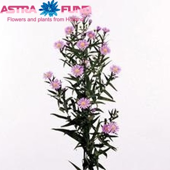 Aster Novi-belgii Grp 'Blue Monarch' fotó