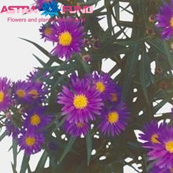 Aster Novi-belgii Grp 'Blue Moon' fotografie