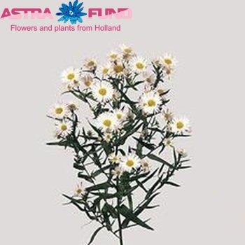 Aster Novi-belgii Grp 'Casablanca' fotografie