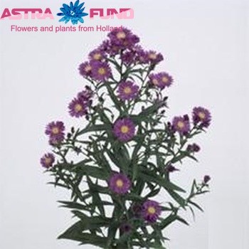 Aster Novi-belgii Grp 'Cecilia' fotografie