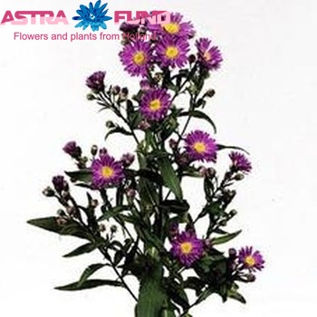 Aster Novi-belgii Grp Cha Cha fotografie