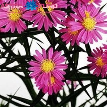 Aster Novi-belgii Grp 'Elta' fotografie