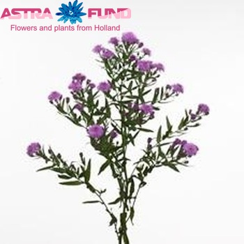 Aster Novi-belgii Grp 'Flash' fotografie