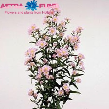 Aster Novi-belgii Grp 'Painted Lady' fotografie