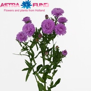Aster Novi-belgii Grp 'Patricia Ballard' fotografie