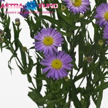 Aster Novi-belgii Grp 'Purple Monarch' fotografie