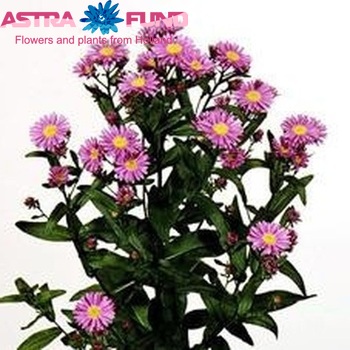 Aster Novi-belgii Grp 'Suzanne' fotó