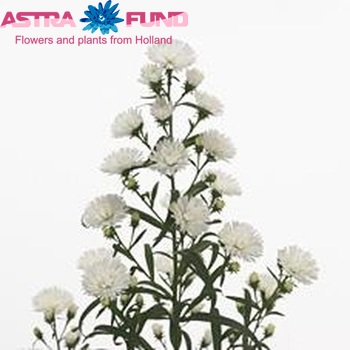 Aster 'Pretty Wendy' fotó
