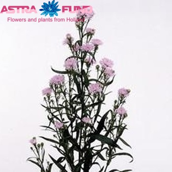 Aster Universum Grp Astee Pink Milka fotó