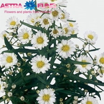Aster Universum Grp 'Chelsea' fotó
