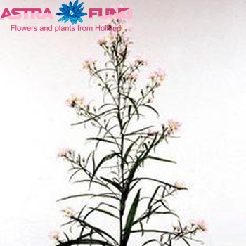 Aster Universum Grp 'Cirylle' fotó