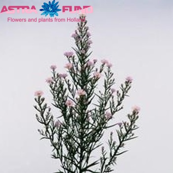 Aster Universum Grp 'Claudia' fotó