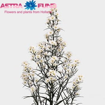 Aster Universum Grp 'Claudia White' fotó