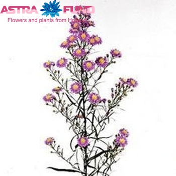 Aster Universum Grp 'Dark Blue Butterfly' fotó