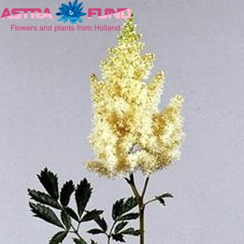 Astilbe Arendsii Grp 'Weisse Gloria' fotografie