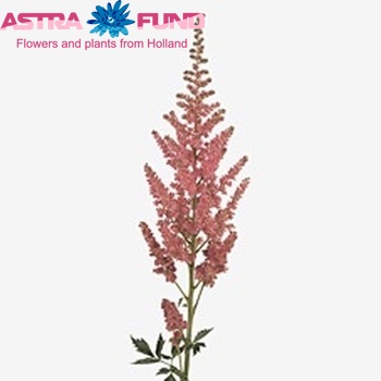 Astilbe chinensis 'Vision in Pink' fotografie